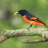 Purpurek ognisty - Flame Minivet