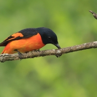 Purpurek ognisty - Flame Minivet