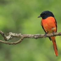 Purpurek ognisty - Flame Minivet
