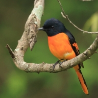 Purpurek ognisty - Flame Minivet