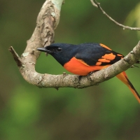 Purpurek ognisty - Flame Minivet