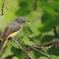 Purpurek złotobrzuchy - Small Minivet