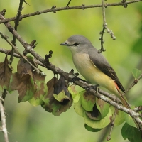 Purpurek złotobrzuchy - Small Minivet