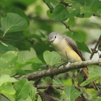 Purpurek złotobrzuchy - Small Minivet