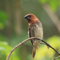 Mniszka muszkatowa - Scaly-breasted Munia