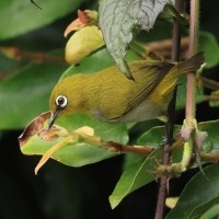 Dżunglotymal żółtodzioby - Yellow-billed Babbler