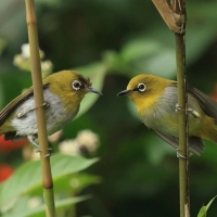 Szlarnik indyjski - Indian White-eye