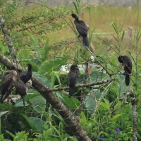 Kormoran skromny - Little Cormorant
