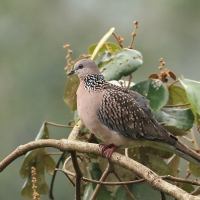 Synogarlica perłoszyja - Spotted Dove