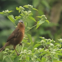 Tymal rudogrzbiety - Argya subrufa - Rufous Babbler