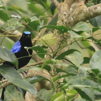 Turkuśnik indyjski - Asian Fairy-bluebird
