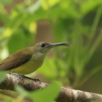 Pajęcznik długodzioby - Little Spiderhunter