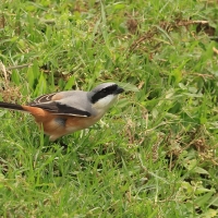 Dzierzba zmienna - Long-tailed Shrike