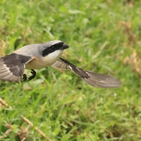 Dzierzba zmienna - Long-tailed Shrike