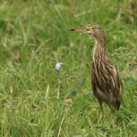 Czapla siodłata - Indian Pond-Heron