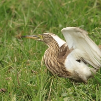 Czapla siodłata - Indian Pond-Heron