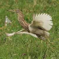 Czapla siodłata - Indian Pond-Heron