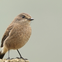 Kląskawka czarna - Pied Bush Chat