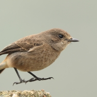 Kląskawka czarna - Pied Bush Chat