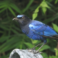 Gwizdokos malabarski - Malabar Whistling-Thrush