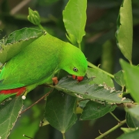 Zwisogłówka wiosenna - Vernal Hanging-Parrot