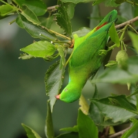 Zwisogłówka wiosenna - Vernal Hanging-Parrot
