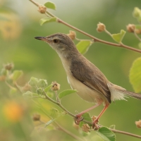 Prinia płowa - Plain Prinia