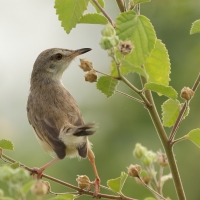 Prinia płowa - Plain Prinia