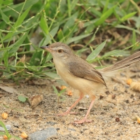 Prinia płowa - Plain Prinia