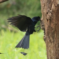 Dziwogon rajski - Greater Racket-tailed Drongo