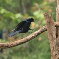 Dziwogon rajski - Greater Racket-tailed Drongo