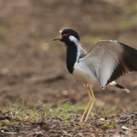 Czajka indyjska - Red-wattled Lapwing