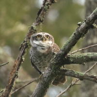 Pójdźka bramińska - Spotted Owlet