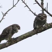Pójdźka bramińska - Spotted Owlet