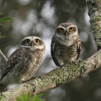 Pójdźka bramińska - Spotted Owlet