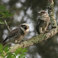 Pójdźka bramińska - Spotted Owlet