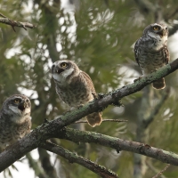 Pójdźka bramińska - Spotted Owlet