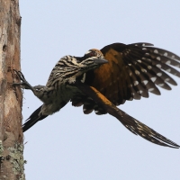 Sułtan białogrzbiety - Chrysocolaptes festivus - White-naped Woodpecker