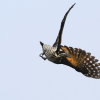 Sułtan białogrzbiety - Chrysocolaptes festivus - White-naped Woodpecker