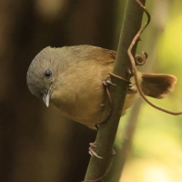 Sikornik duży - Brown-cheeked Fulvetta 