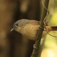 Sikornik duży - Brown-cheeked Fulvetta 