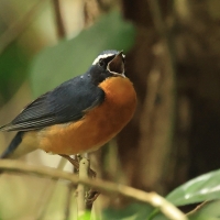 Słowik himalajski- Indian Blue Robin