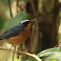 Słowik himalajski- Indian Blue Robin