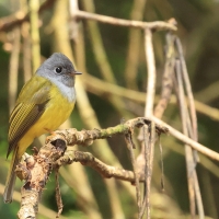 Komarówka szarogłowa - Grey-headed Canary-flycatche