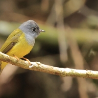 Komarówka szarogłowa - Grey-headed Canary-flycatche