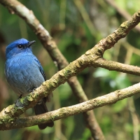 Modrówka turkusowa - Nilgiri Flycatcher