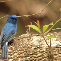 Modrówka turkusowa - Nilgiri Flycatcher