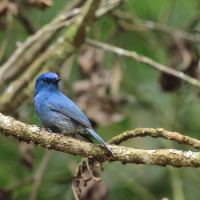 Modrówka turkusowa - Nilgiri Flycatcher