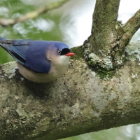 Kowalik krasnodzioby - Velvet-fronted Nuthatch
