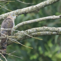 Kukułka rudopręga - Common Hawk-Cuckoo